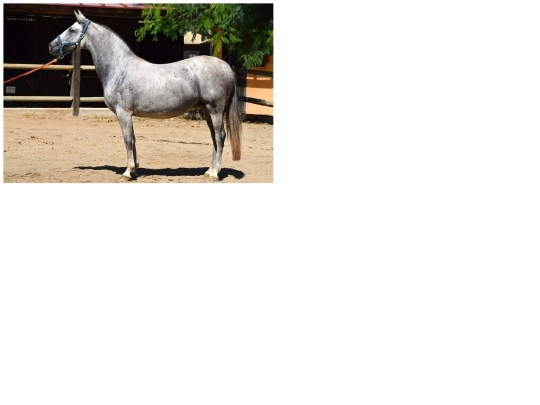 Caballos/Img/Alemanes/1 screenshot