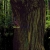 encyclia.yorniq.xyz avatar