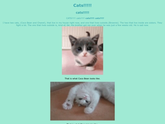 cats!!!!! screenshot