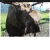 moose.yorniq.xyz avatar