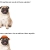 pugsdabest.yorniq.xyz avatar