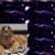 belbel.yorniq.xyz avatar