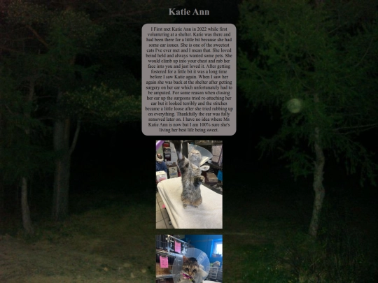 photos/misccats/Katieann screenshot