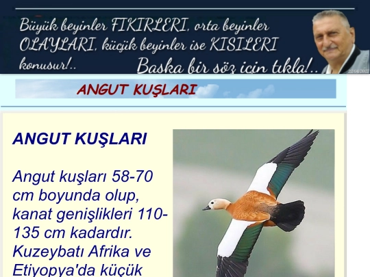 Angut screenshot