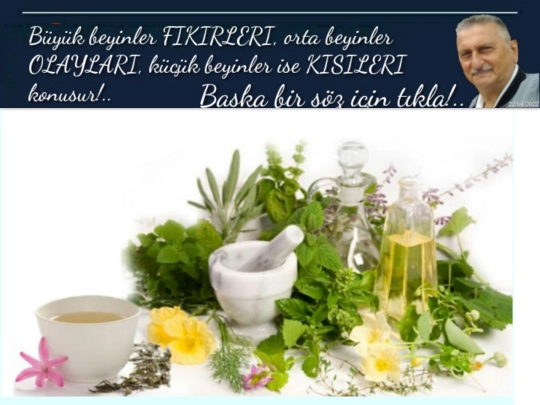 Bitkiler screenshot