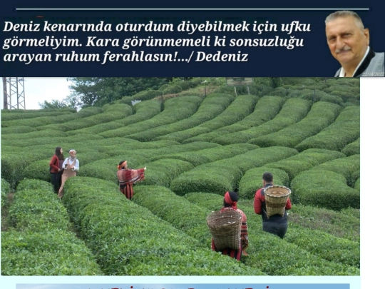 CayeliFasulyesi screenshot