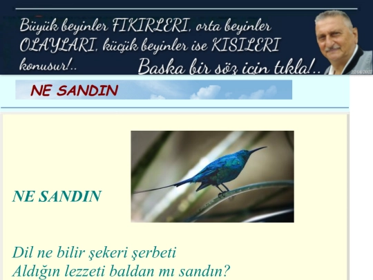 NeSandin screenshot