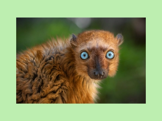 notes/lemurs screenshot