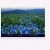 morninggloryfields.yorniq.xyz avatar
