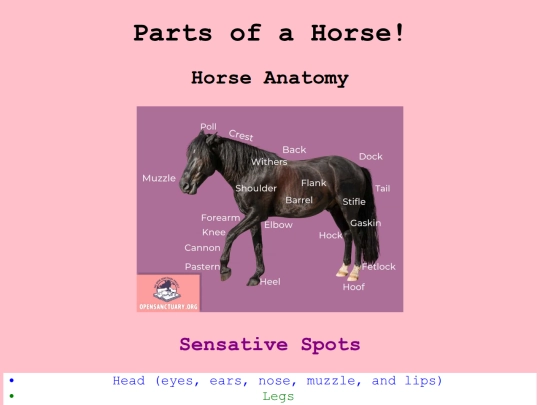 partsofhorses screenshot