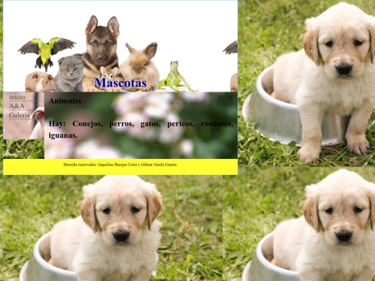 paginas/Animales screenshot