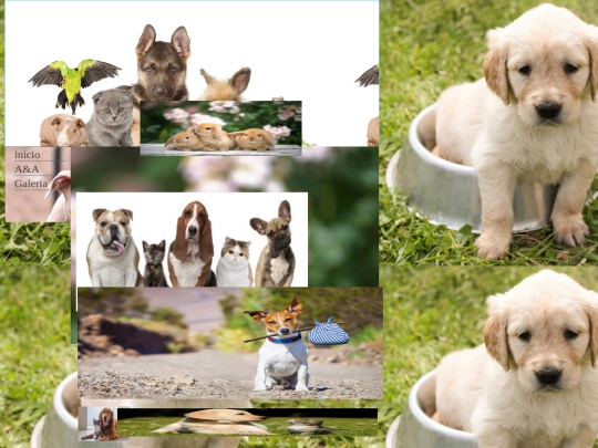paginas/Galeria screenshot