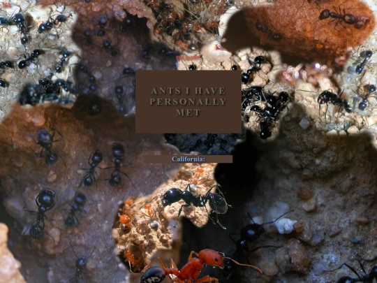 ants screenshot