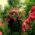 yves-garden.yorniq.xyz avatar