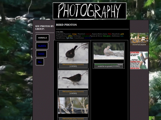 photos/birdphotos screenshot