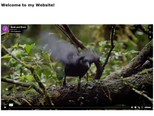 beak screenshot