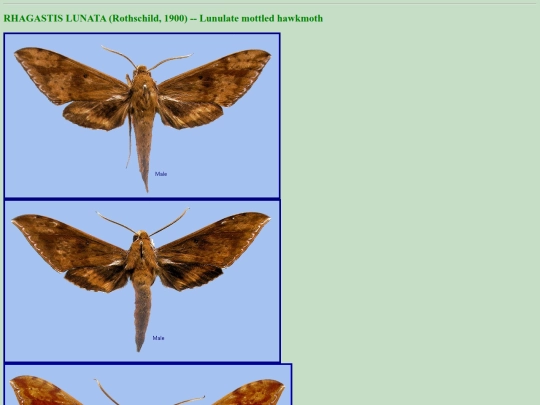 china/r_lun screenshot