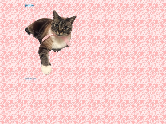 juniper screenshot