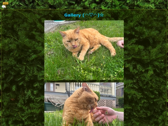 pets/gallery1 screenshot