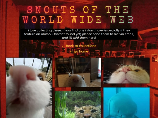 collections/snouts screenshot