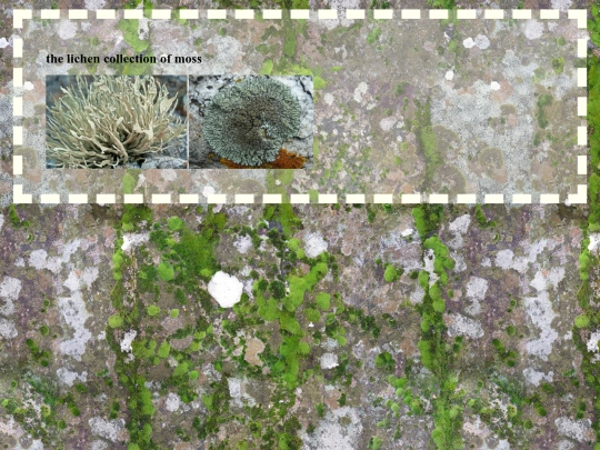 lichenit screenshot
