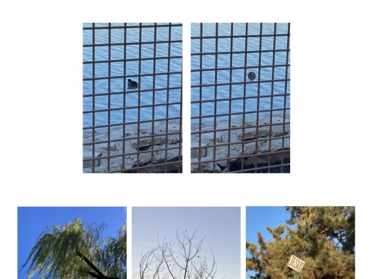 photo screenshot