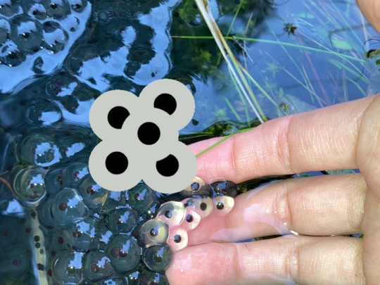 frogspawn screenshot