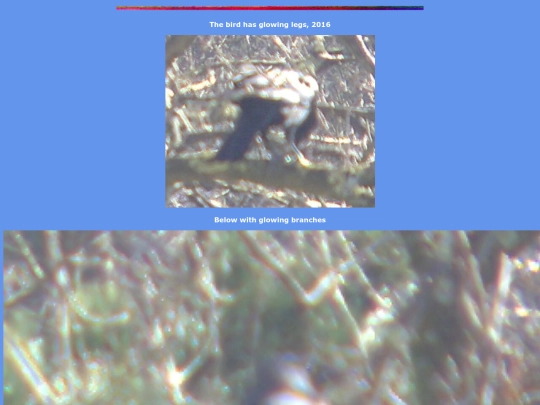 birds screenshot