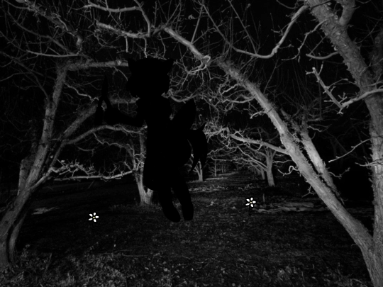 orchard/orchard screenshot