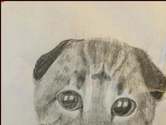 Cutekitten screenshot
