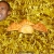 yeezus.yorniq.xyz avatar