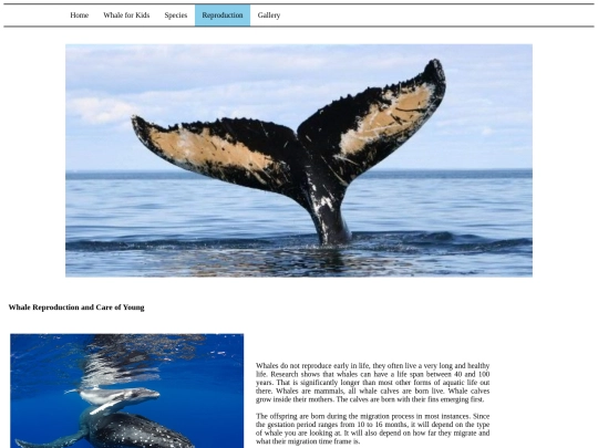 p04 screenshot