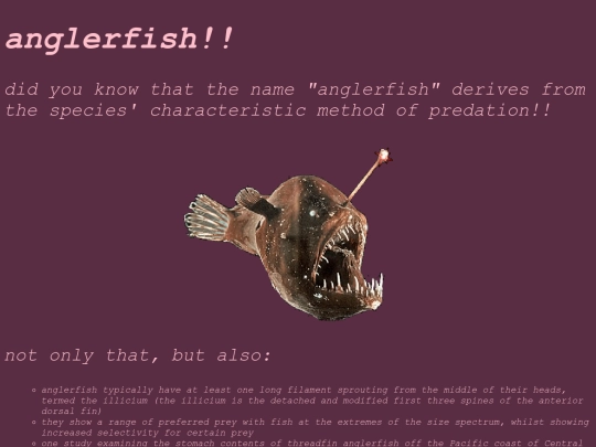 anglerfish screenshot