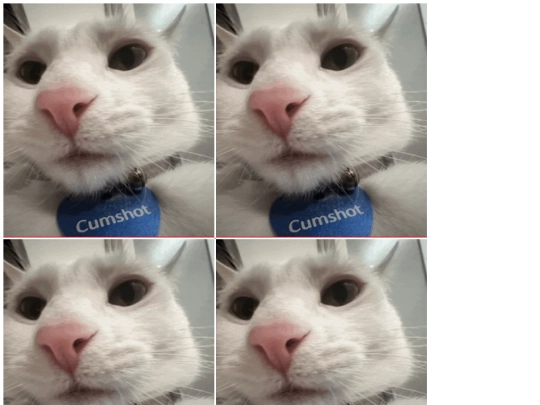 cat screenshot