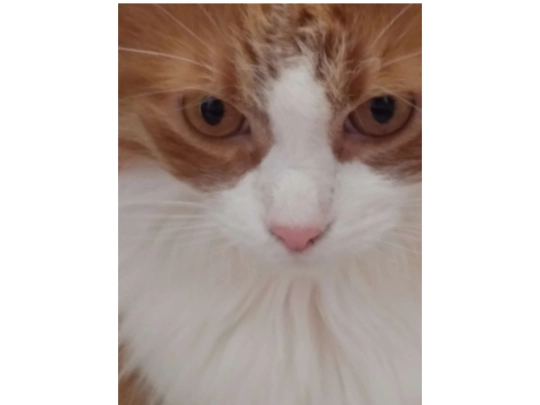 cats screenshot