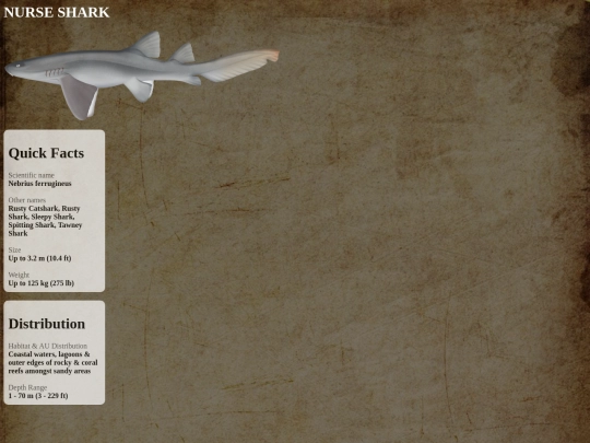 sharks/peaceful/nurse screenshot