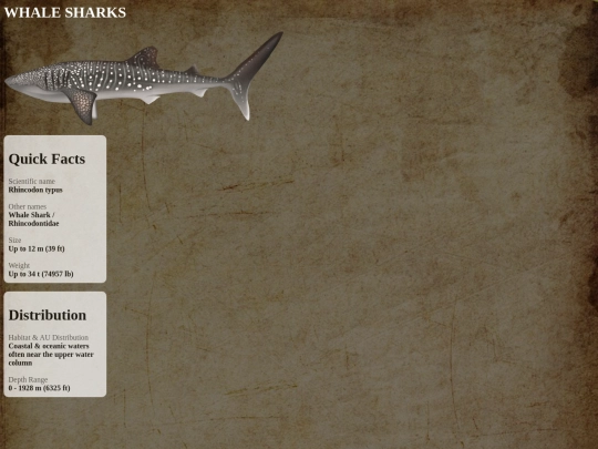 sharks/peaceful/whale screenshot