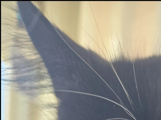 hammond screenshot