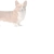 corgi.yorniq.xyz avatar