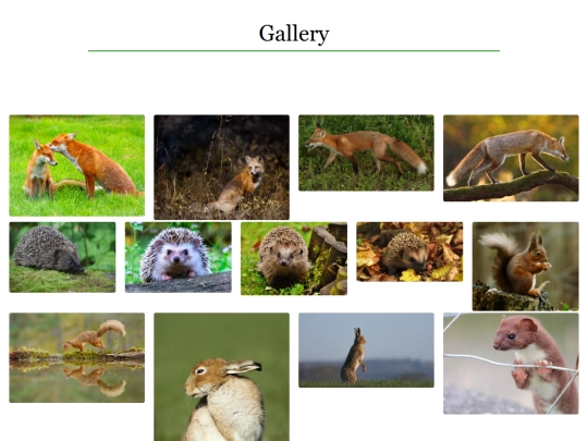 gallery screenshot