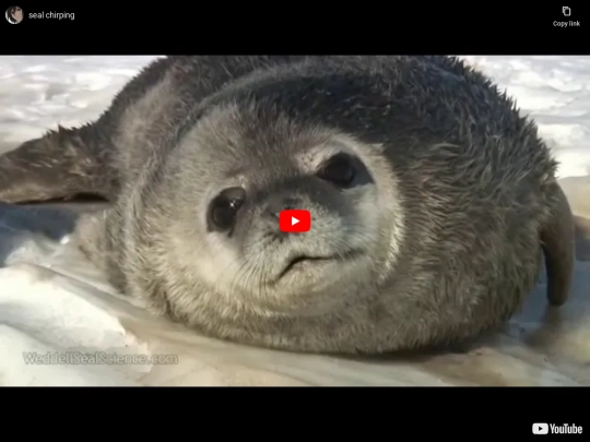 seal screenshot
