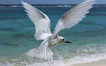 flying bird.jpg