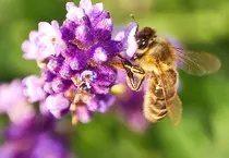 lavender bee.jpg