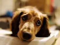 sad-eyed-dog-with-book.jpg