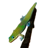 images/Gex in the shadow.png
