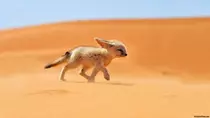 CSS/fennec2.png