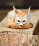 CSS/fennec3.png