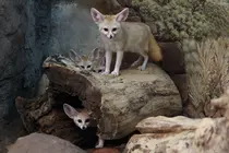 CSS/fennec5.png
