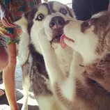 huskeys.jpg