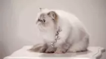 www.gif